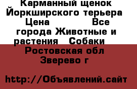 Карманный щенок Йоркширского терьера › Цена ­ 30 000 - Все города Животные и растения » Собаки   . Ростовская обл.,Зверево г.